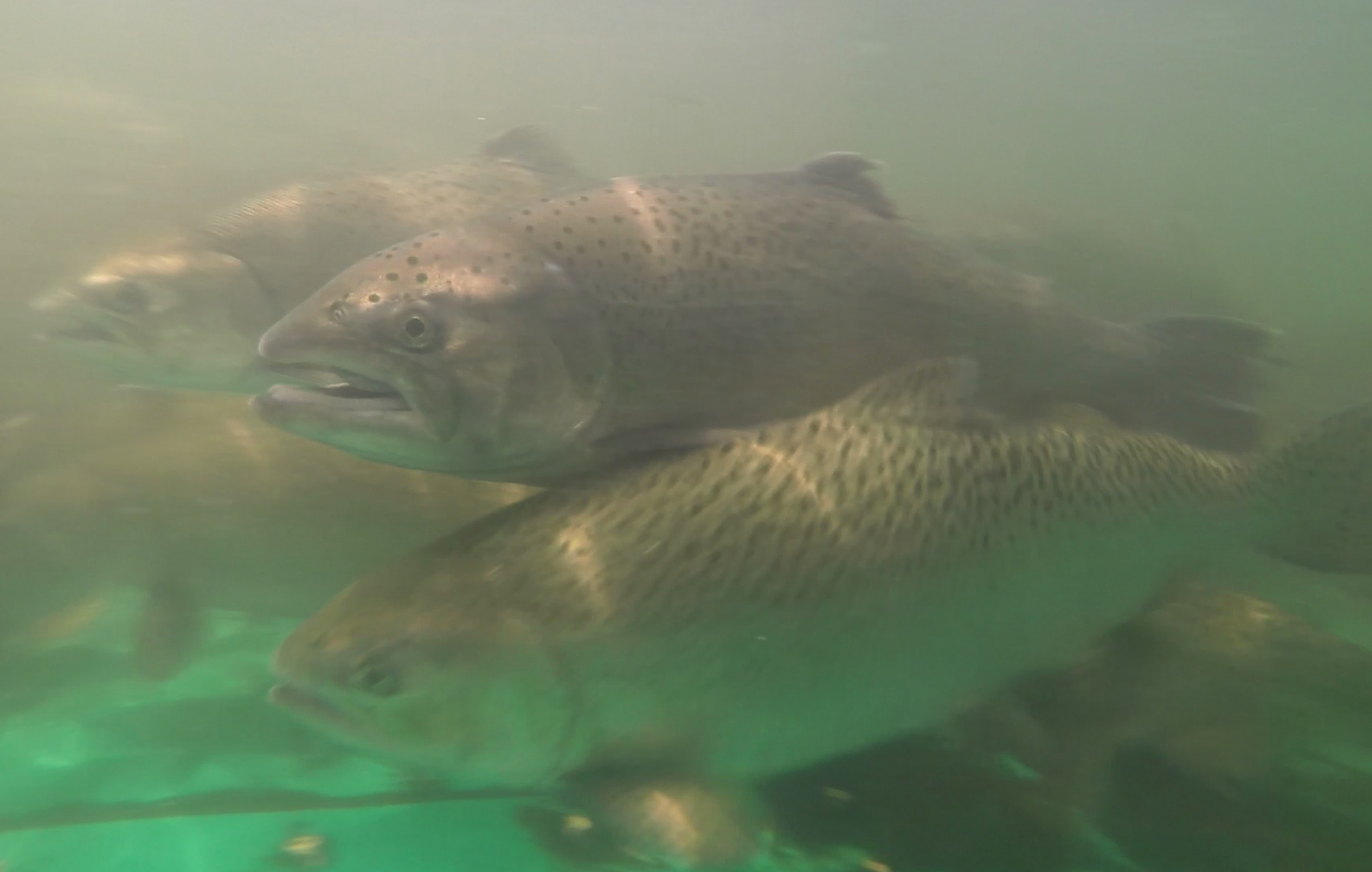 Spring-run Chinook salmon swimming