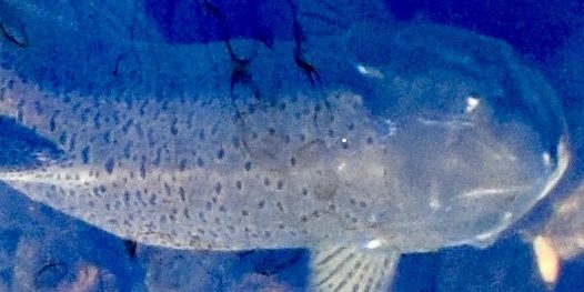 fish in the water