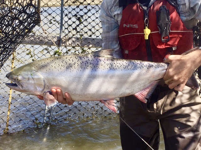 person holding a fish