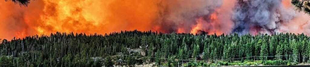 fires burning through a forrest
