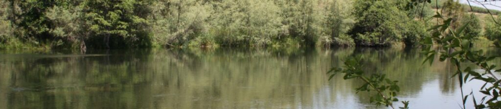 river and trees around it