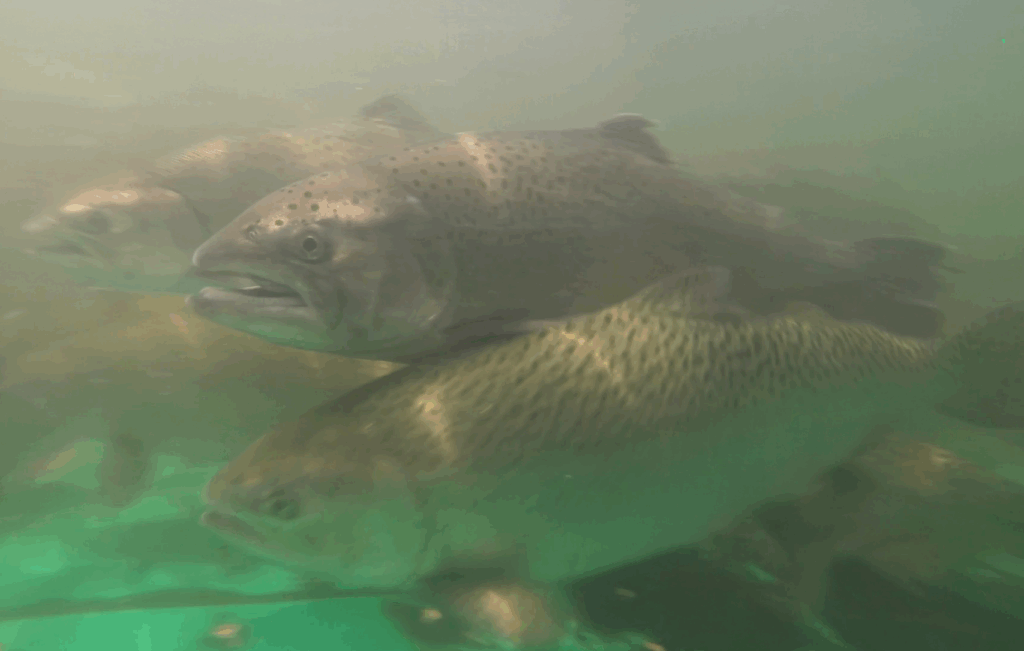 Program increases Restoration Flows