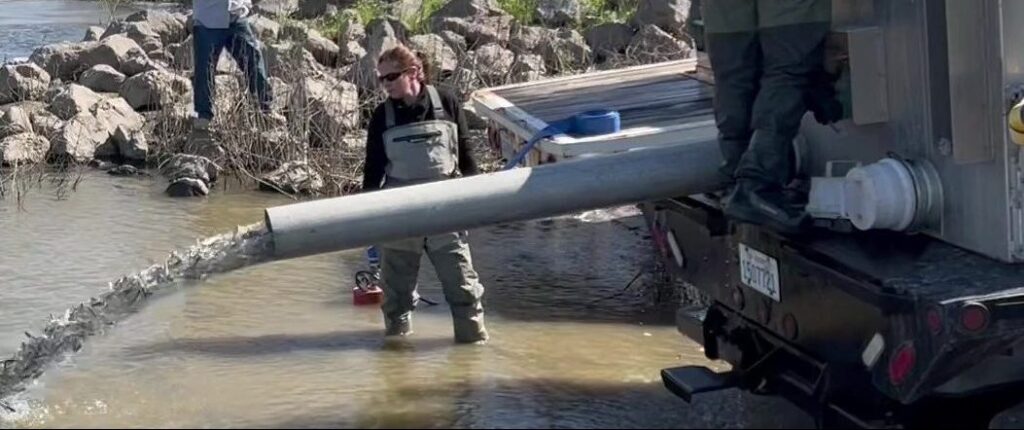 a pipe releasing fish into a river