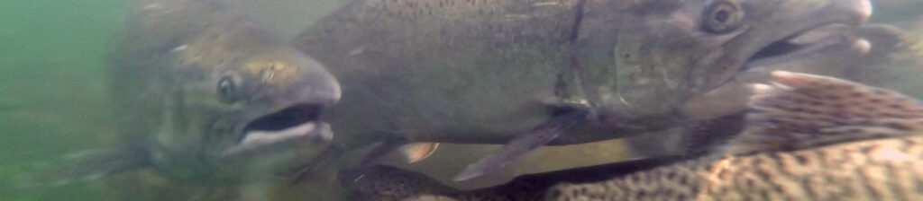 fish in the water