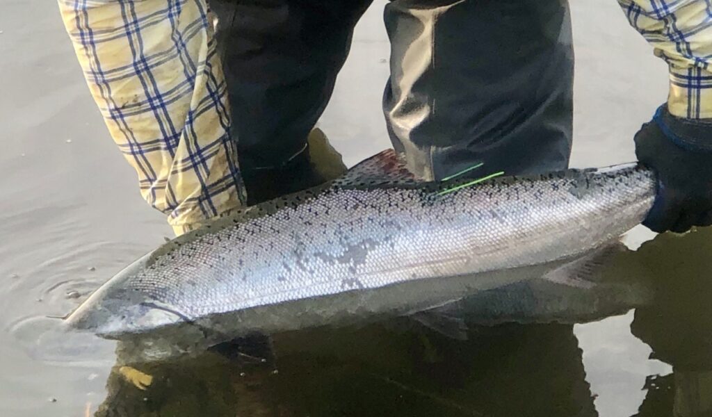 SJRRP field crews successfully released the first 2020 spring-run Chinook returns. Photo credit: Zak Sutphin