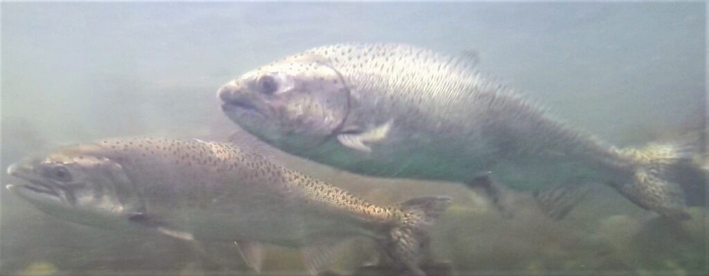 Why we release adult spring-run Chinook