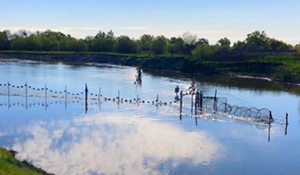 adult-spring-run-chinook-salmon-return-monitoring-in-the-san-joaquin-river