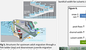 Integrating Resiliency into the Analysis and Design of Fish Passage Facilities