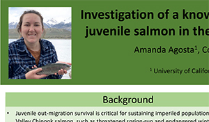 Investigation of a known mortality hotspot for out-migrating juvenile salmon in the Sacramento-San Joaquin River Delta