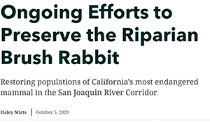 Riparian Brush Rabbit (Sylvilagus bachmani riparius) Recovery Along the San Joaquin River