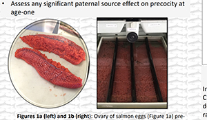 The Effects of Incubation Temperature, Feeding Regime, and Parentage on Precocious Maturation of Spring-run Chinook Salmon