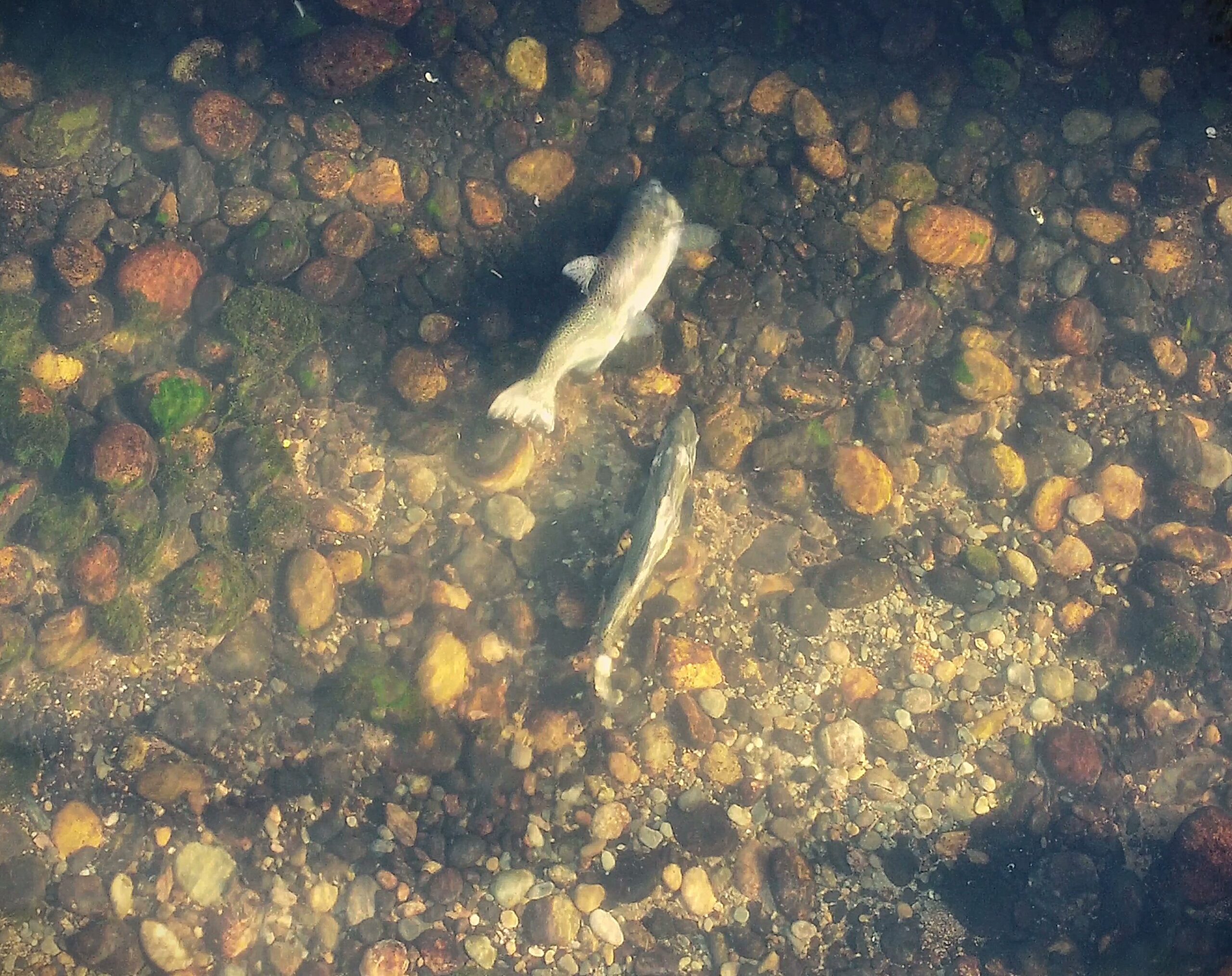 Overhead view of two fish swimming across rocky river bed.