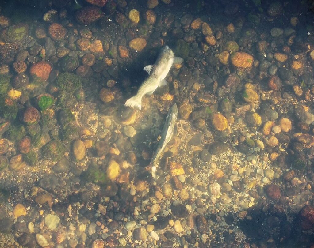 Chinook salmon in rocky water