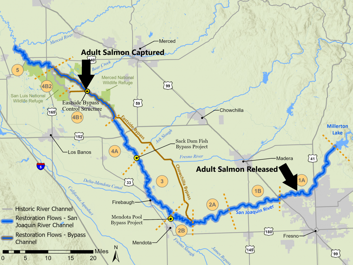 map showing where adult salmon were captured and where they were released