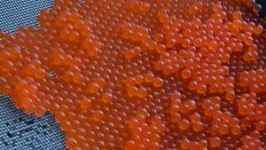 Salmon eggs harvested for spawning
