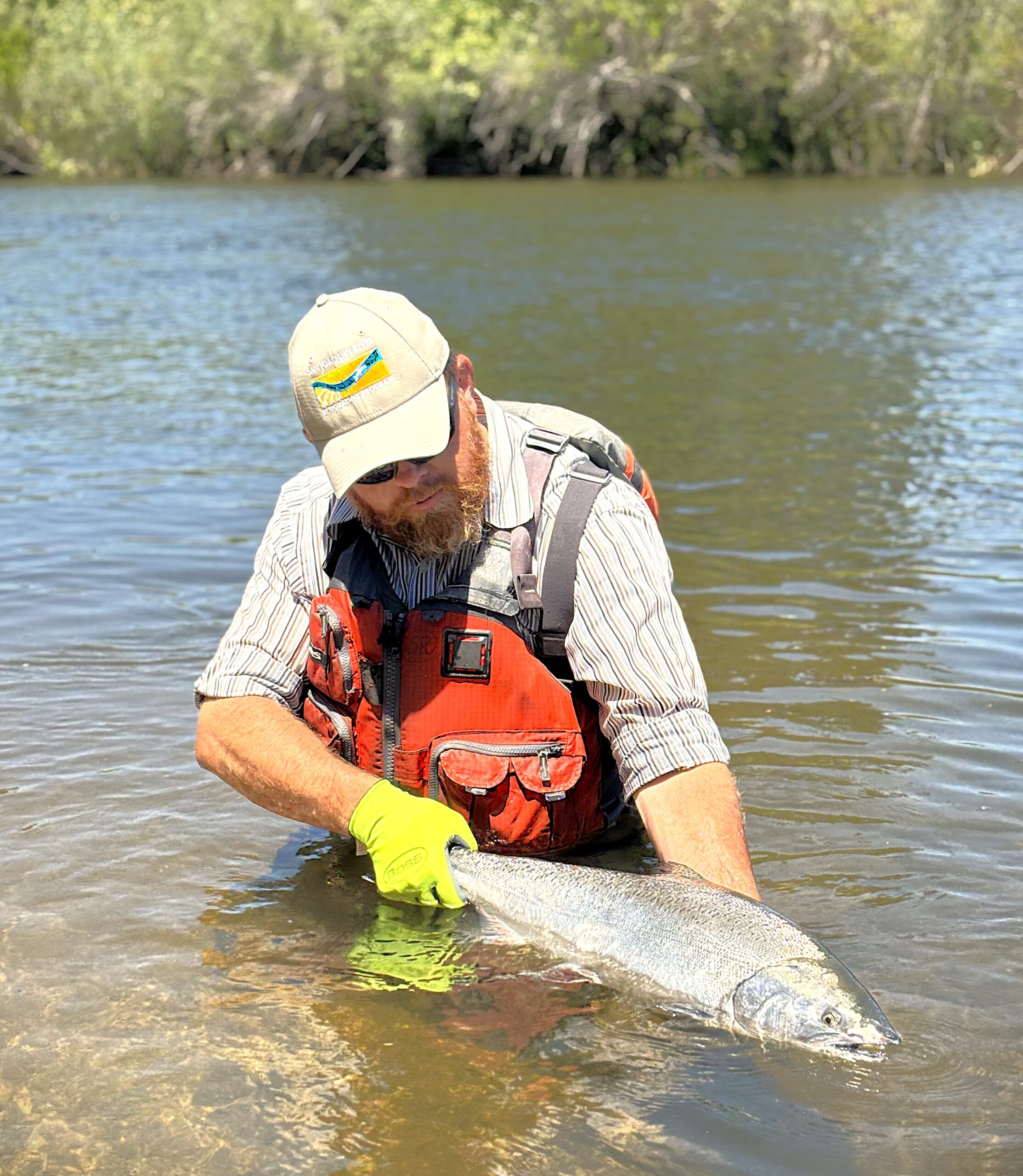 A person in an orange vest standing waste deep in water holding a fish.